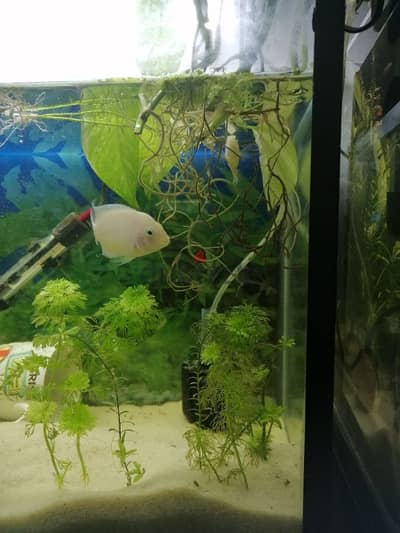 cichlid pair for sale