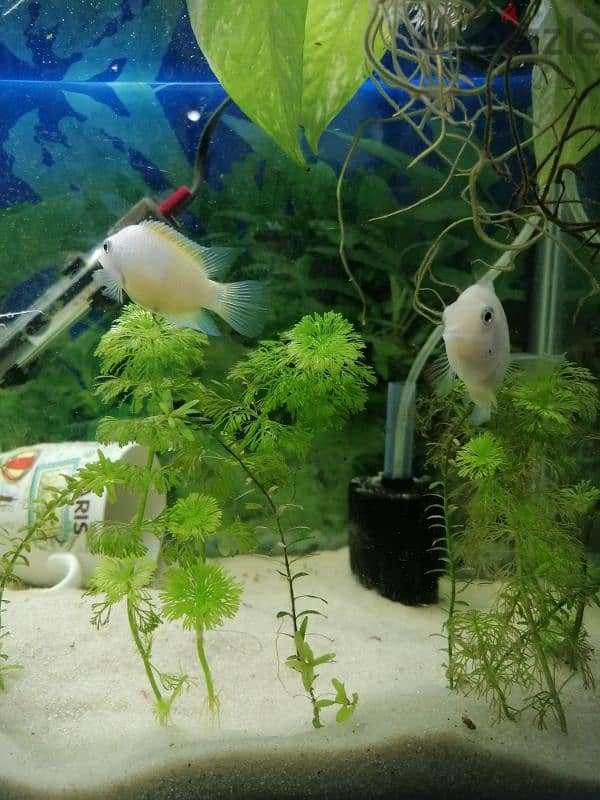 cichlid pair for sale 1