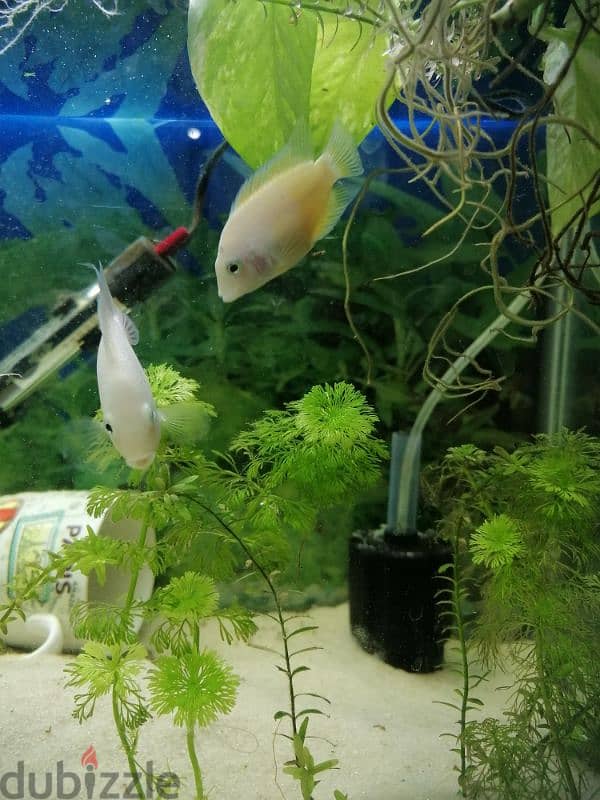 cichlid pair for sale 2