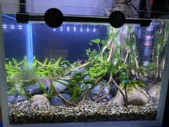 PLANTED AQUARIUM 0