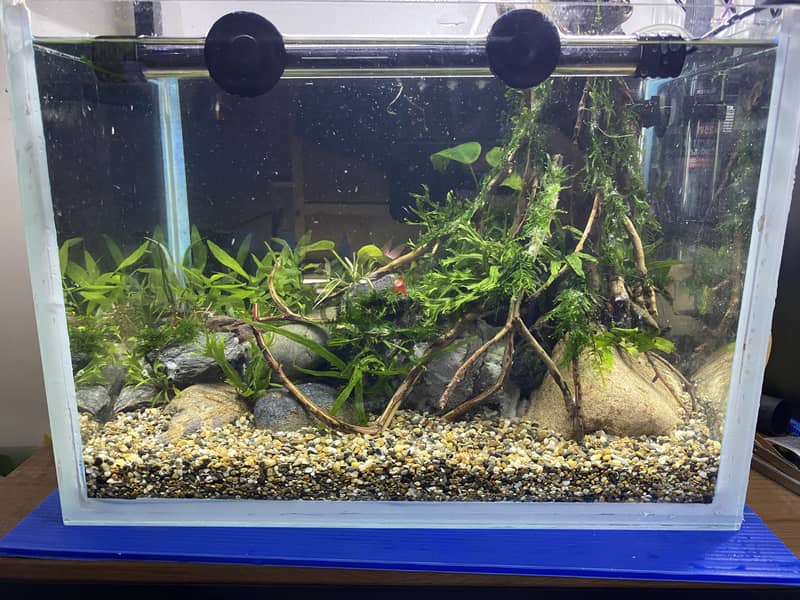 PLANTED AQUARIUM 1