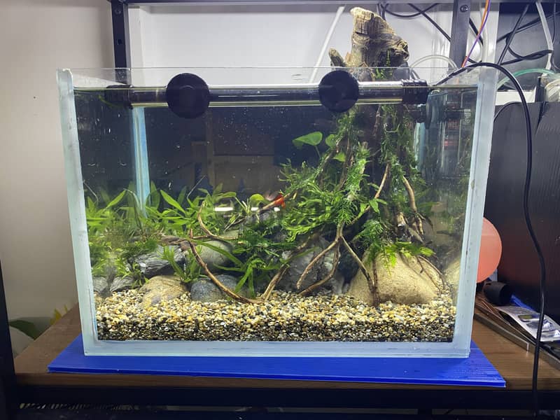 PLANTED AQUARIUM 2