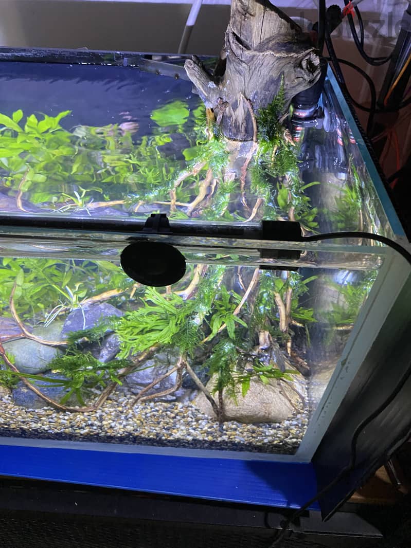 PLANTED AQUARIUM 4