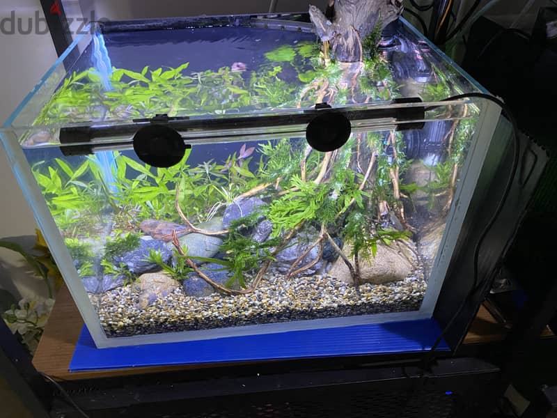 PLANTED AQUARIUM 5