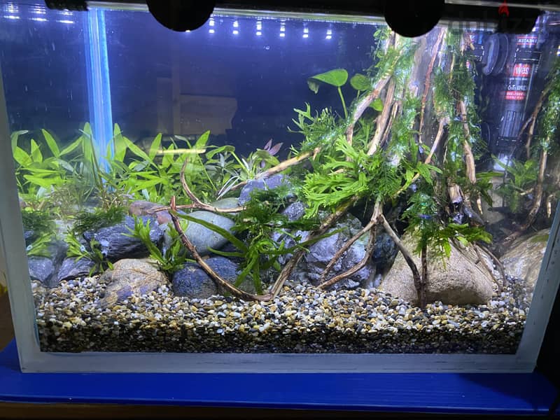 PLANTED AQUARIUM 6