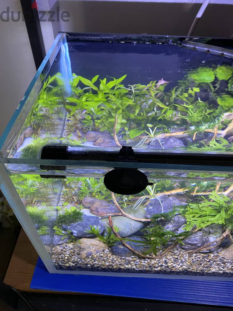 PLANTED AQUARIUM 7