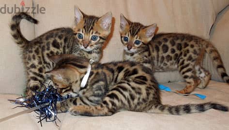 Whatsapp me +96555207281 Bengal kittens for sale 2