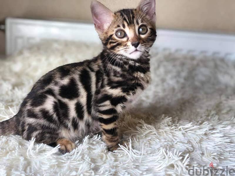 Whatsapp me +96555207281 Bengal kittens for sale 4