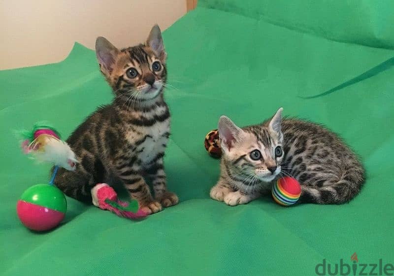 Whatsapp me +96555207281 Bengal kittens for sale 6