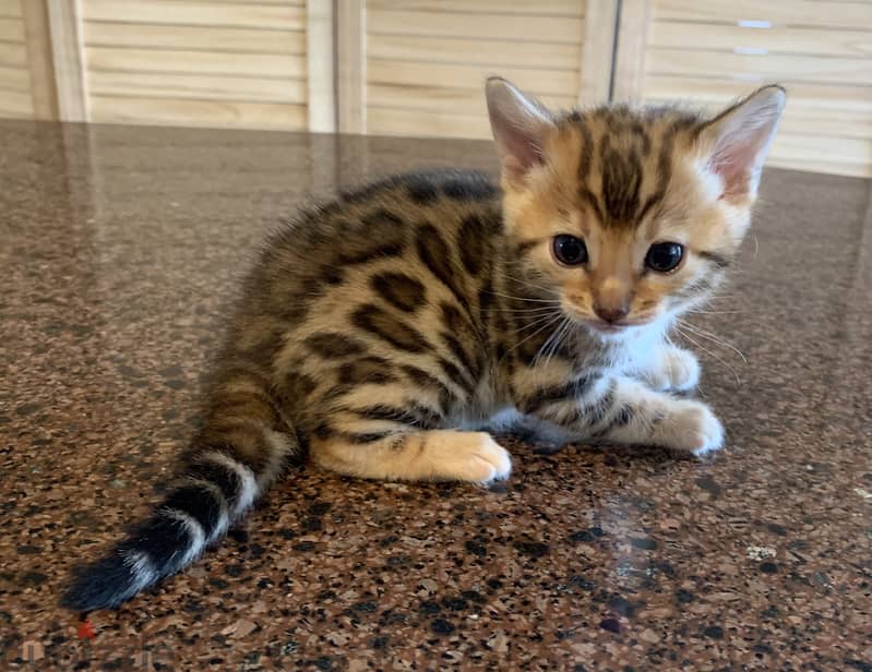 Whatsapp me +96555207281 Bengal kittens for sale 7