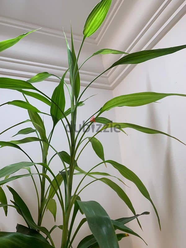 Bamboo plant 2