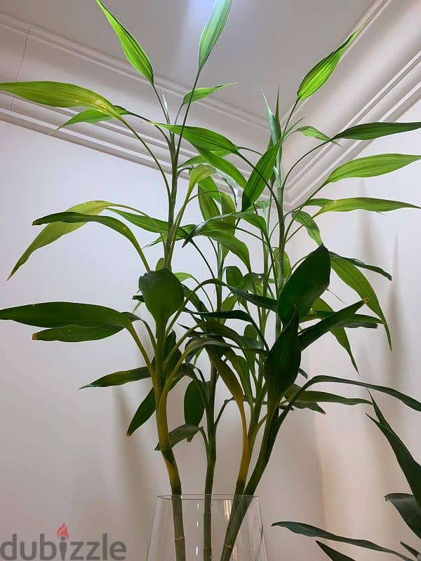 Bamboo plant 3