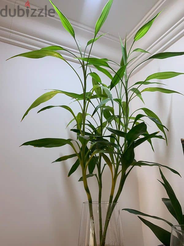 Bamboo plant 5