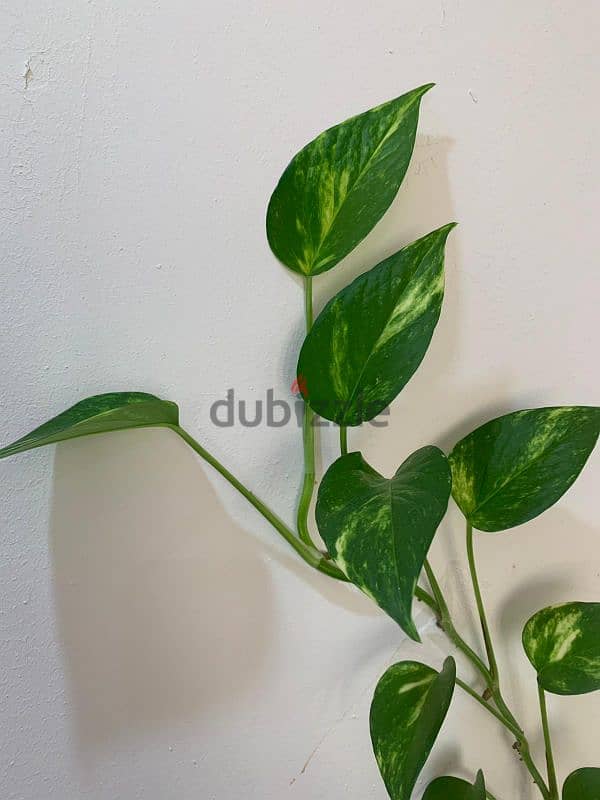 Money plant 1