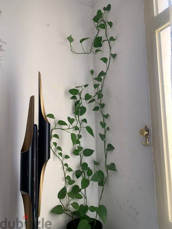 money plant 6