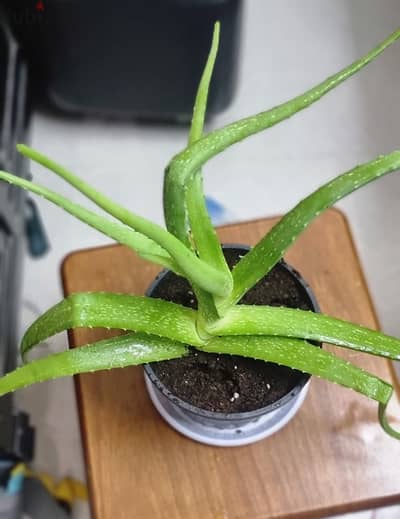 Aloe