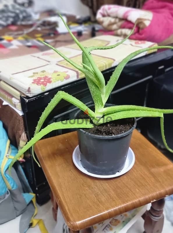 Aloe vera plant for sell 1