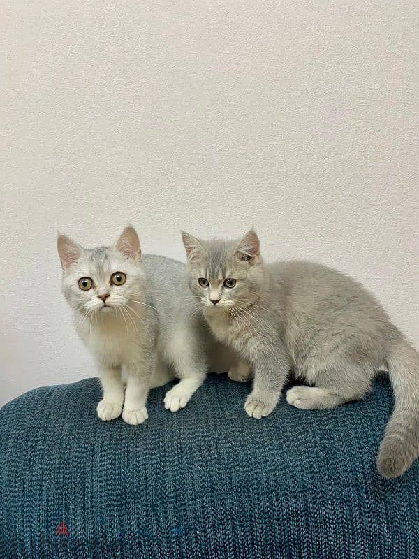 For Sale Cute Playful Kittens 4