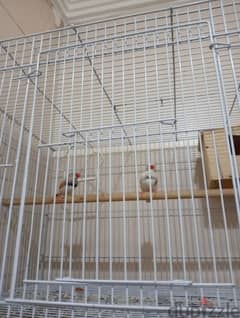 5 cage and 3 breeding box and Adult two pair Finch for sale 0