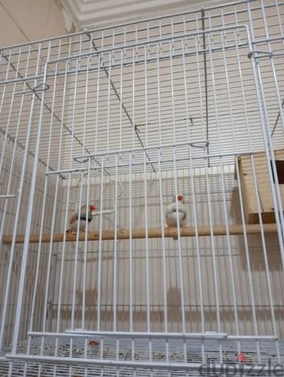 5 cage and 3 breeding box and Adult two pair Finch for sale