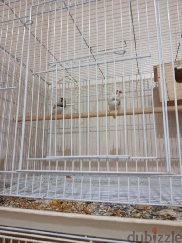 5 cage and 3 breeding box and Adult two pair Finch for sale 1