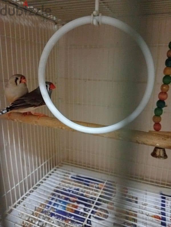 5 cage and 3 breeding box and Adult two pair Finch for sale 2