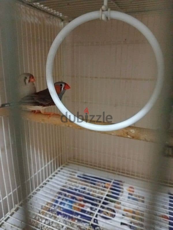 5 cage and 3 breeding box and Adult two pair Finch for sale 3