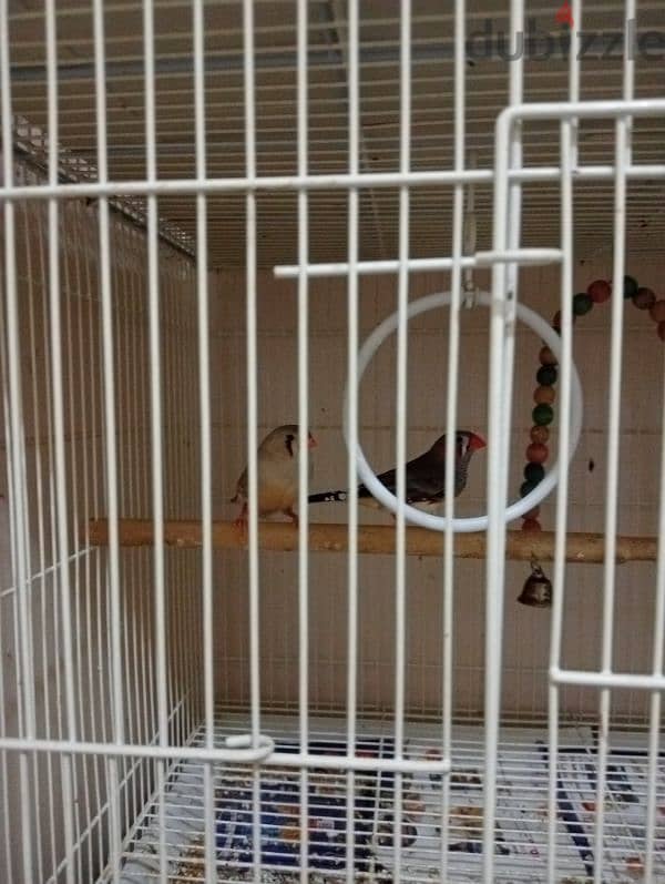 5 cage and 3 breeding box and Adult two pair Finch for sale 5