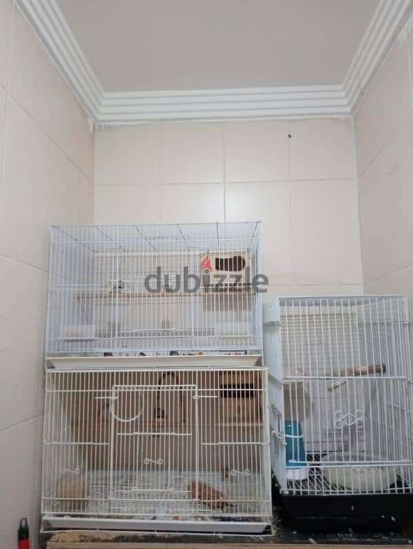 5 cage and 3 breeding box and Adult two pair Finch for sale 6