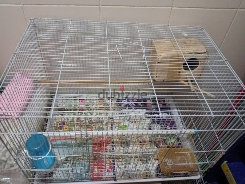 5 cage and 3 breeding box and Adult two pair Finch for sale 7