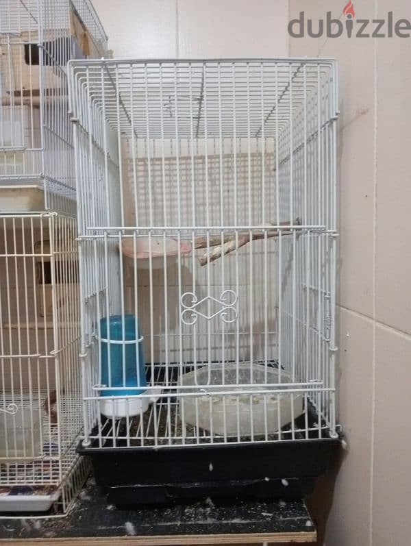 5 cage and 3 breeding box and Adult two pair Finch for sale 8