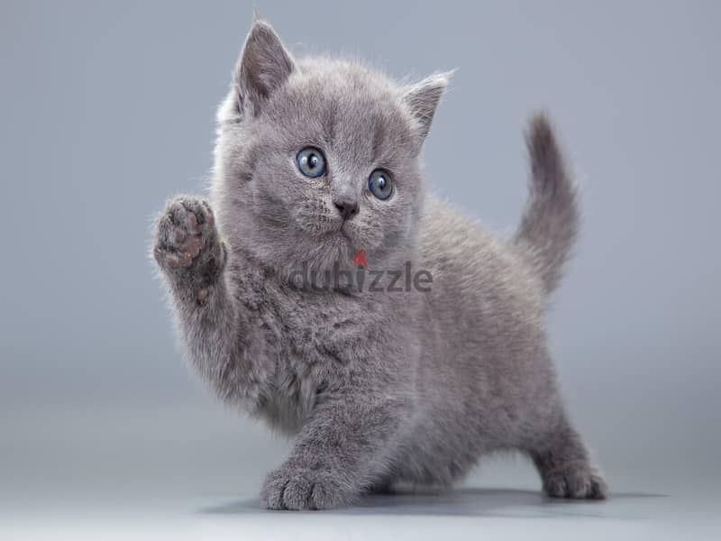 Whatsapp me +96555207281 British shorthair kittens for sale 2