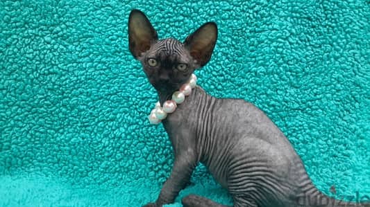 Whatsapp me +96555207281 Sphynx kittens for sale