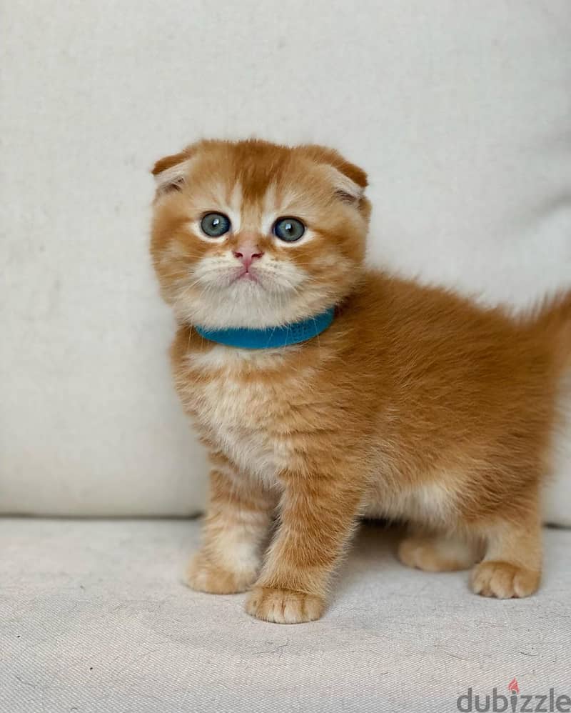 Whatsapp me +96555207281 Scottish fold kittens for sale 1