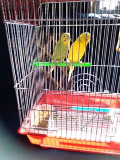 bird for sale 0