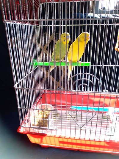 bird for sale