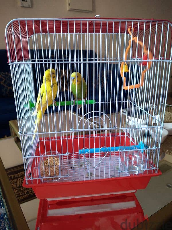 bird for sale 1