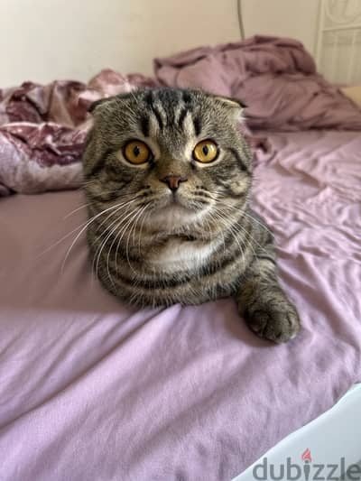 scottish fold