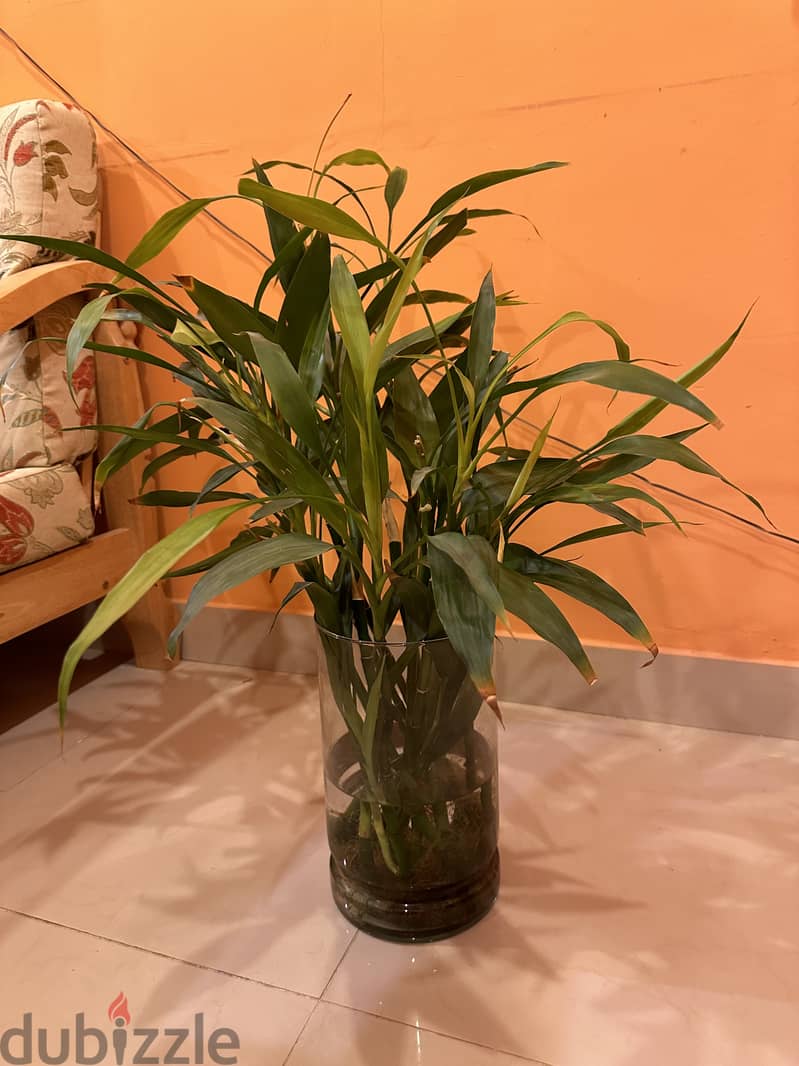 House plants 1