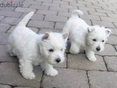 Whatsapp me +96555207281 West Highland White Terrier  puppies