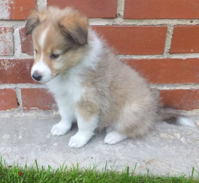 Whatsapp me +96555207281 Shetland sheepdogs puppies for sale 1