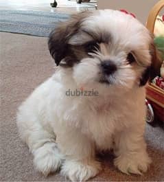 Whatsapp me +96555207281 Shih Tzu puppies for sale 0