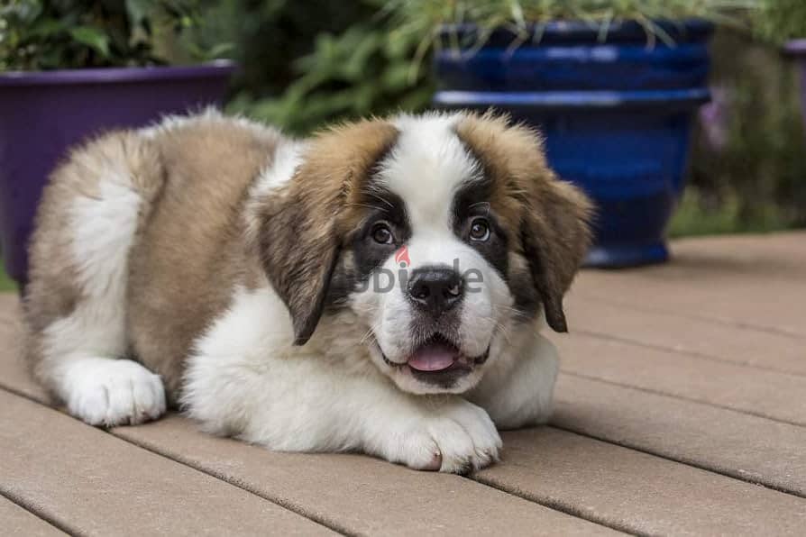 Whatsapp me +96555207281 Saint Bernard puppies for sale 1