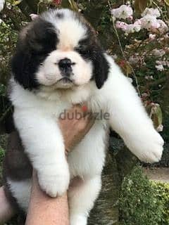 Whatsapp me +96555207281 Saint Bernard puppies for sale 2