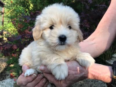 Whatsapp me +96555207281 Poodle  puppies for sale