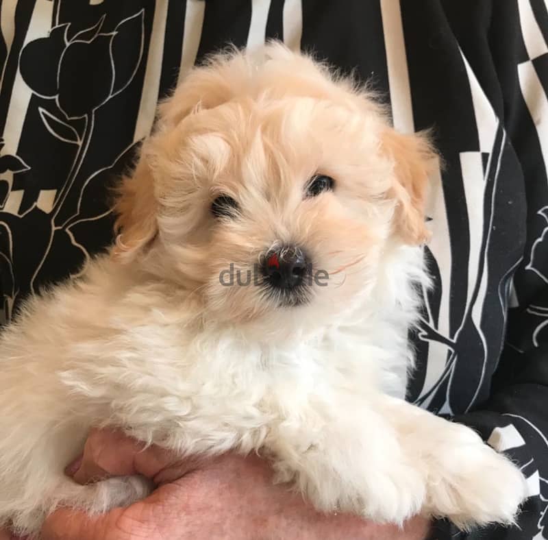 Whatsapp me +96555207281 Poodle  puppies for sale 1