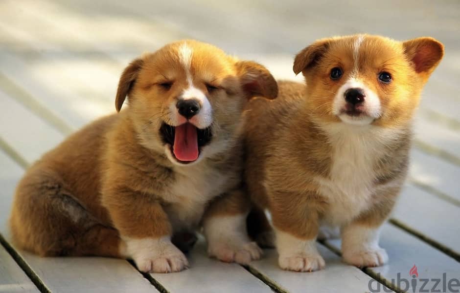 Whatsapp me +96555207281 Pembroke Welsh Corgi puppies for sale 1