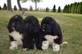 Whatsapp me +96555207281 Newfoundland  puppies for sale 0