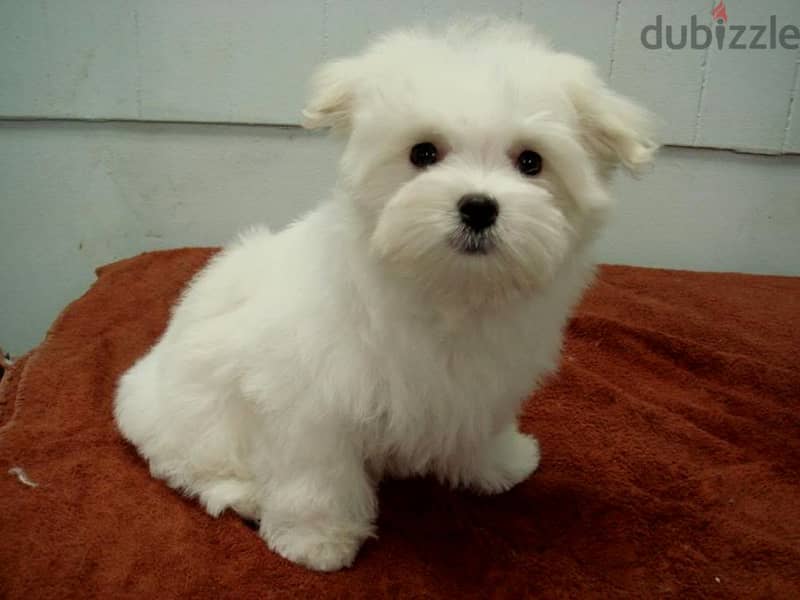 Whatsapp me +96555207281 Maltese puppies for sale 1