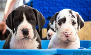 Whatsapp me +96555207281 Great Dane  puppies for sale 0